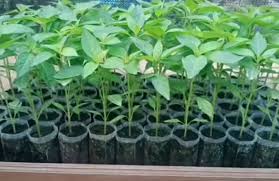 Pembibitan Ara Fitry Wani Bibit Cabe