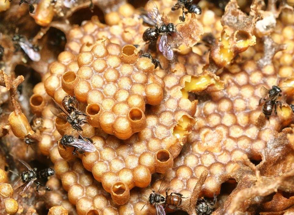 Ratu Manjulai Madu Kelulut